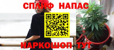 сатива Новозыбков