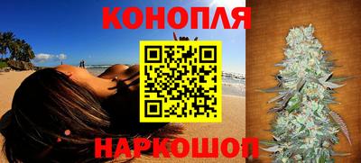 сатива Новозыбков